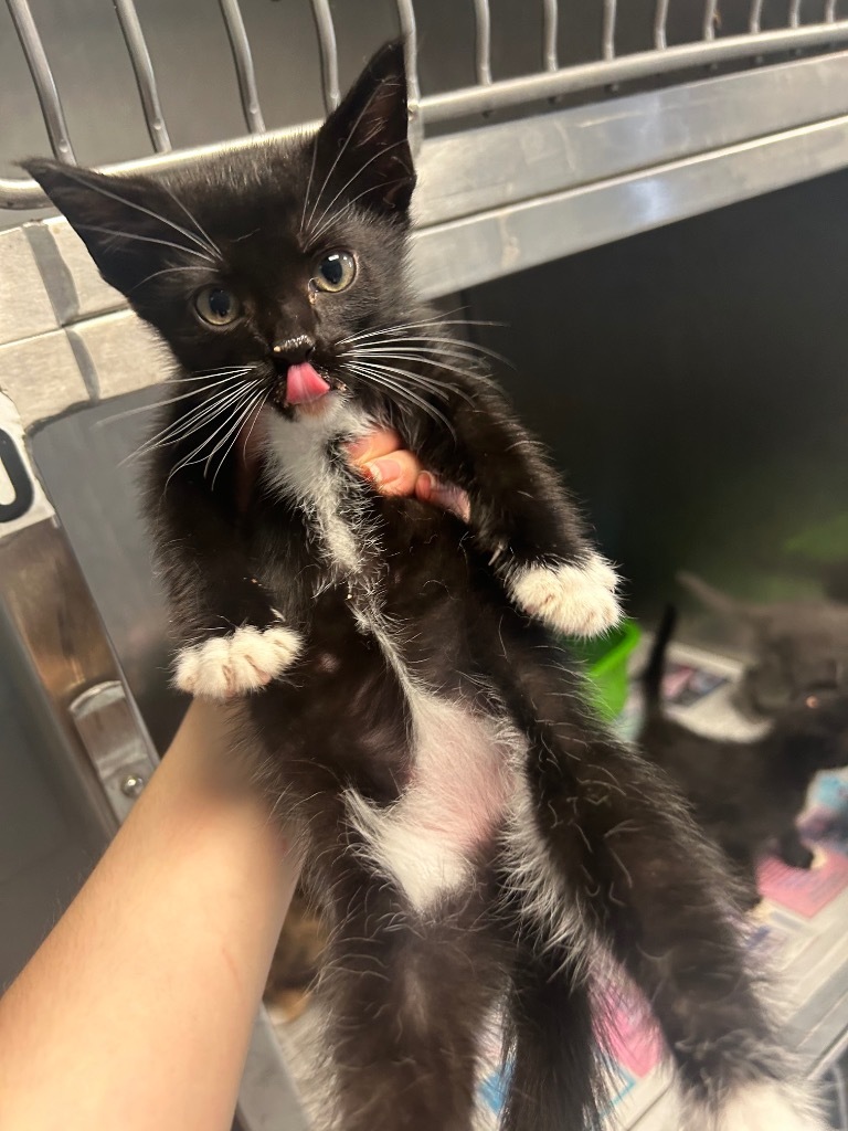 Grace, an adoptable Domestic Short Hair in Greenwood, MS, 38930 | Photo Image 1