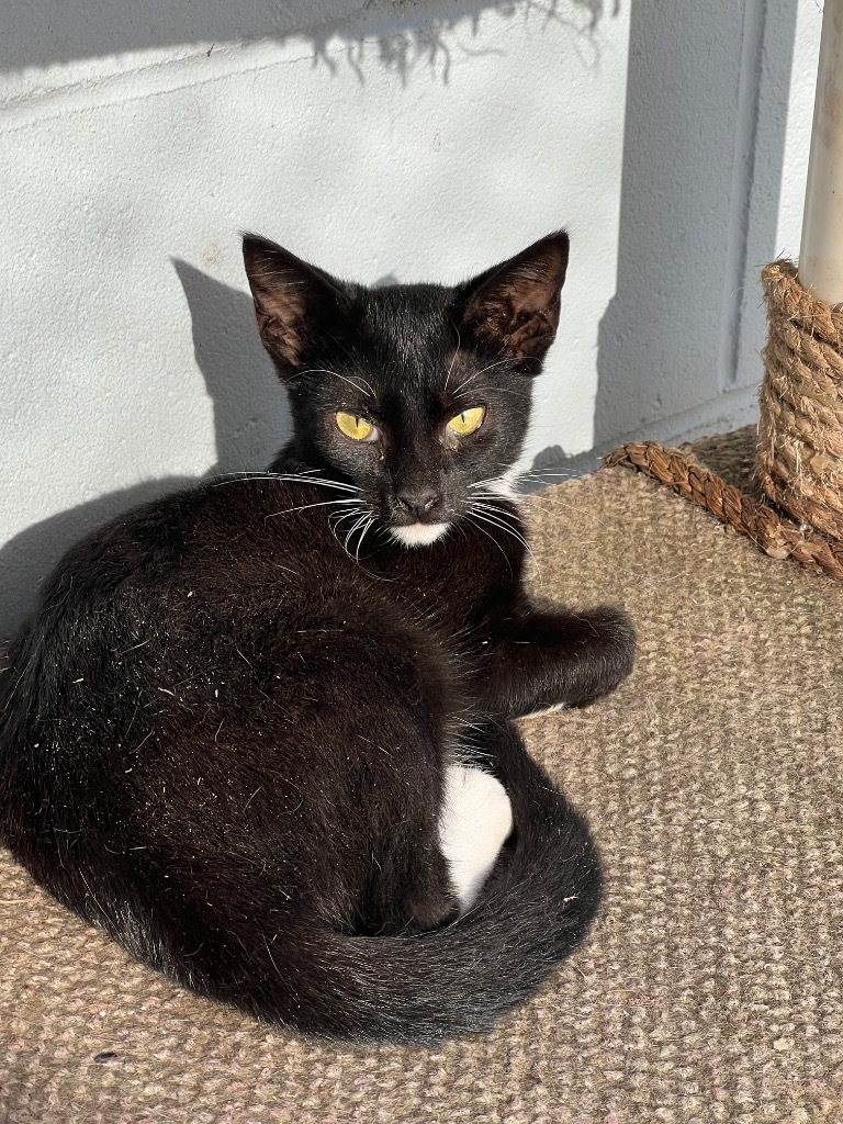 Grace, an adoptable Domestic Short Hair in Greenwood, MS, 38930 | Photo Image 1