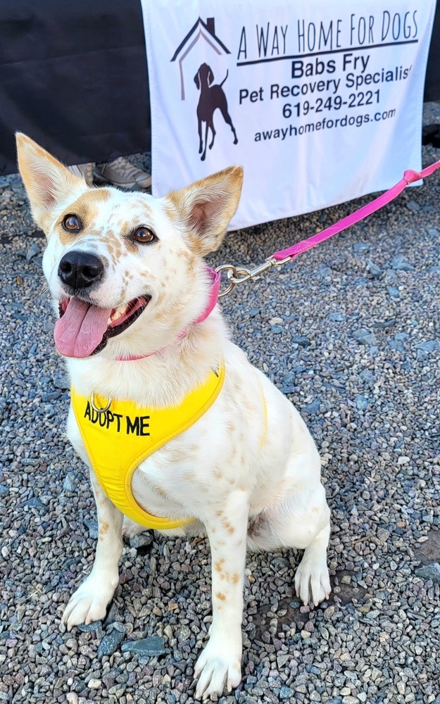 Dog for adoption Dolly, an Australian Cattle Dog / Blue Heeler Mix in