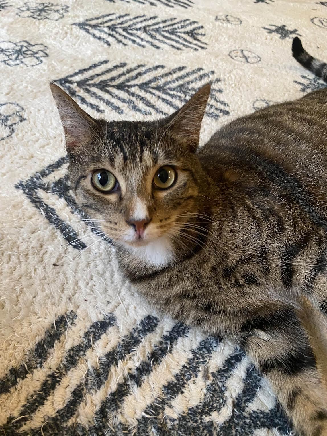 Frito, an adoptable Domestic Short Hair in Davis, CA, 95617 | Photo Image 1