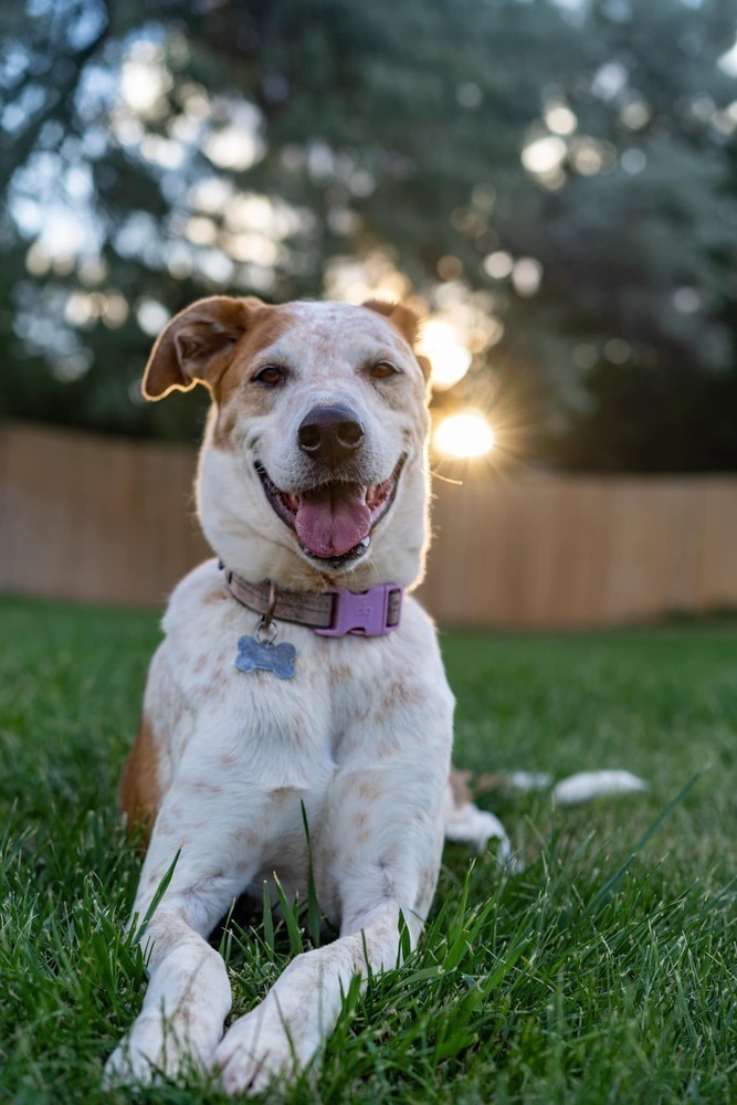 Sugar, an adoptable Labrador Retriever, Shepherd in Littleton, CO, 80126 | Photo Image 1