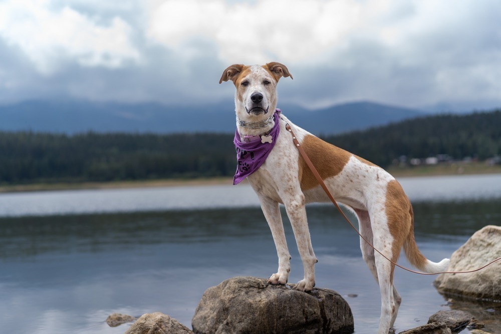 Sugar, an adoptable Labrador Retriever, Shepherd in Littleton, CO, 80126 | Photo Image 2