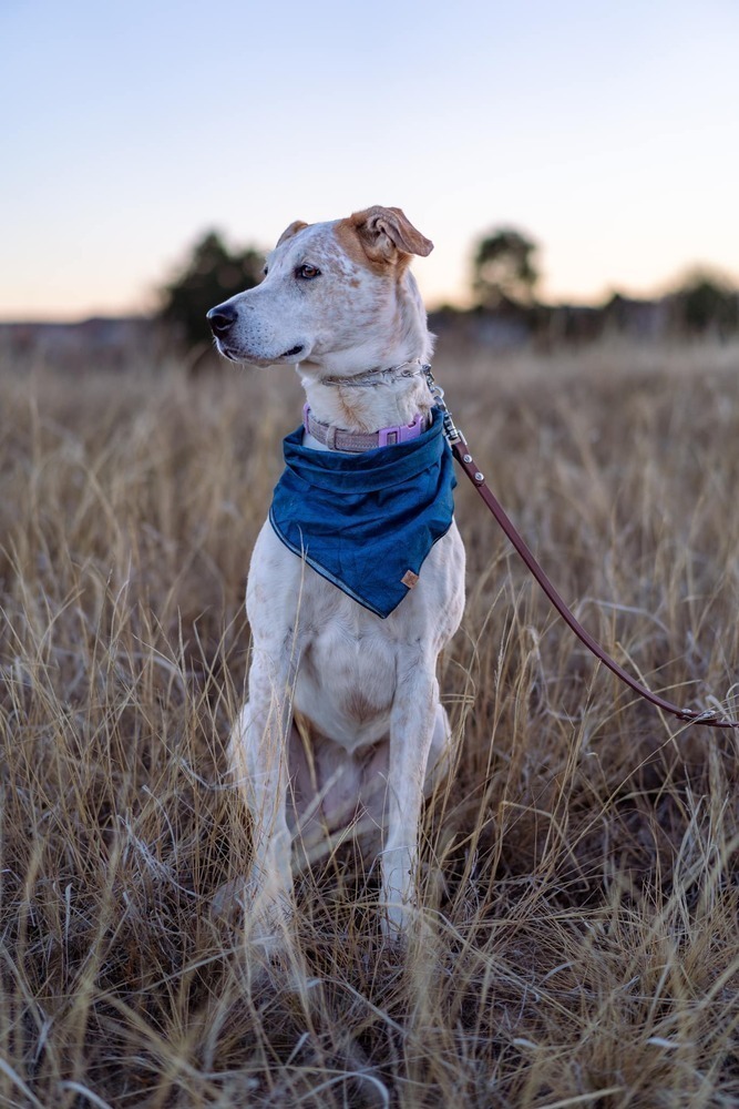 Sugar, an adoptable Labrador Retriever, Shepherd in Littleton, CO, 80126 | Photo Image 3