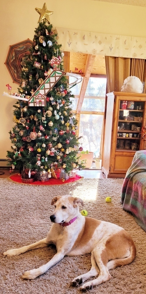 Sugar, an adoptable Labrador Retriever, Shepherd in Littleton, CO, 80126 | Photo Image 4