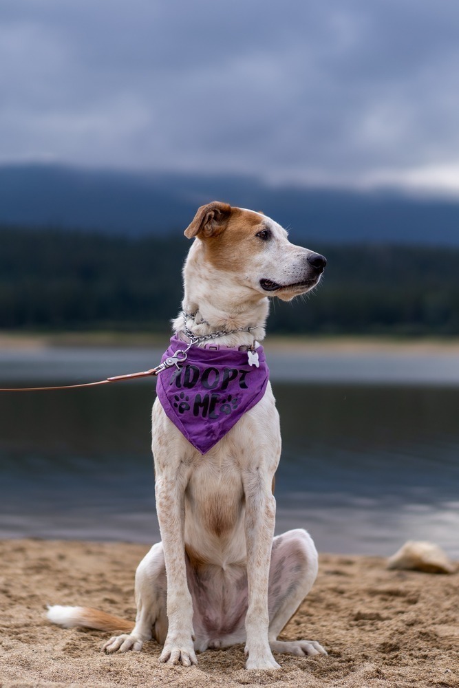 Sugar, an adoptable Labrador Retriever, Shepherd in Littleton, CO, 80126 | Photo Image 5