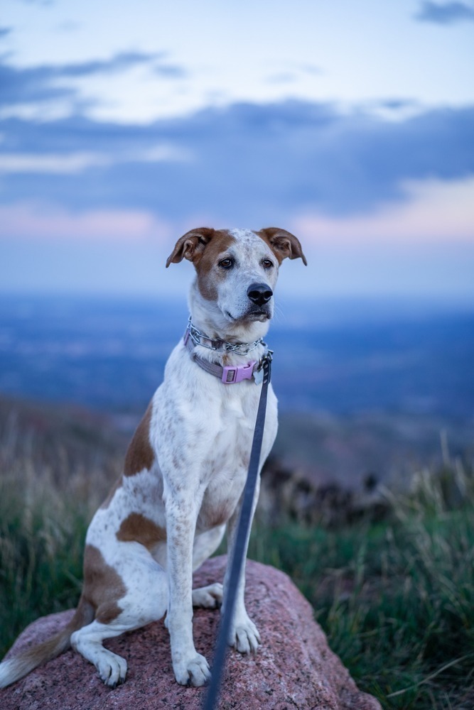 Sugar, an adoptable Labrador Retriever, Shepherd in Littleton, CO, 80126 | Photo Image 6