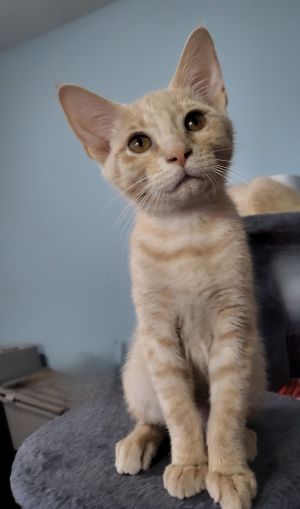 Meet Wildfire a resilient and loving kitten who overcame a tough beginning Found on the streets h