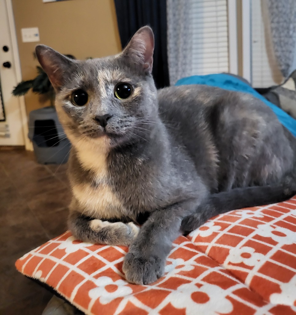 Marmalade