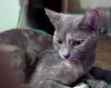 Marmalade photo 4