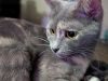 Marmalade photo 5