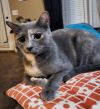 Marmalade photo 6
