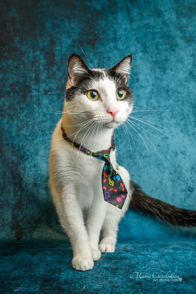 Zero, an adoptable Domestic Short Hair in Rock Springs, WY, 82901 | Photo Image 1