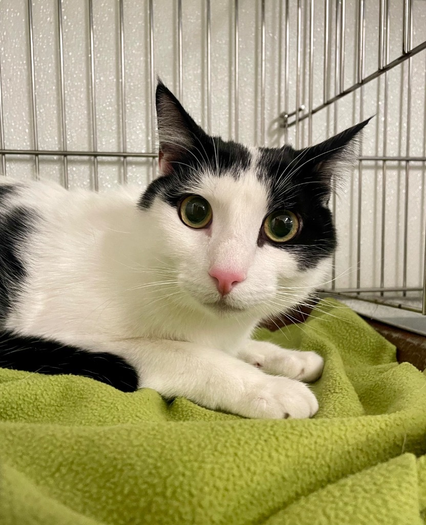 Zero, an adoptable Domestic Short Hair in Rock Springs, WY, 82901 | Photo Image 2