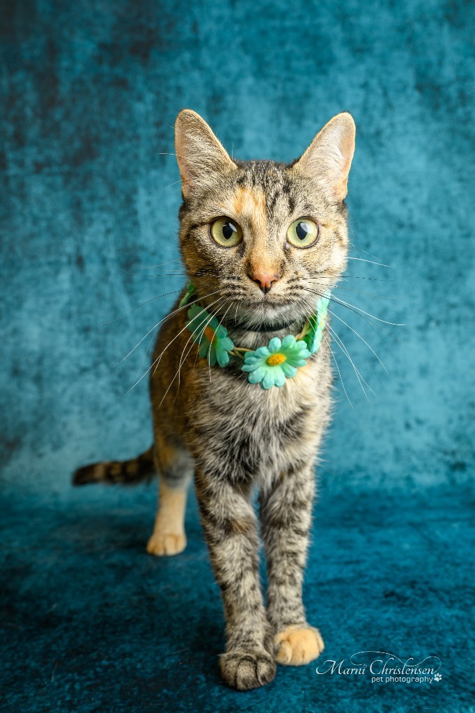 Kiwi, an adoptable Domestic Short Hair in Rock Springs, WY, 82901 | Photo Image 1