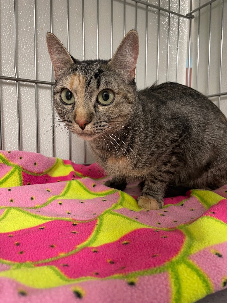 Kiwi, an adoptable Domestic Short Hair in Rock Springs, WY, 82901 | Photo Image 2