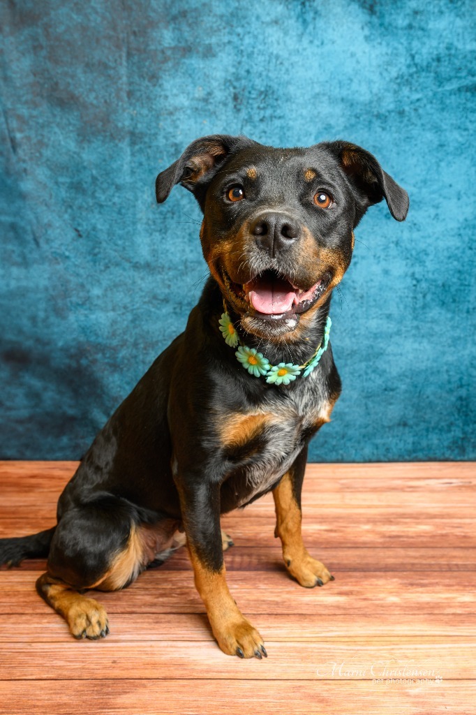 Hellzie, an adoptable Rottweiler, Mixed Breed in Rock Springs, WY, 82901 | Photo Image 1