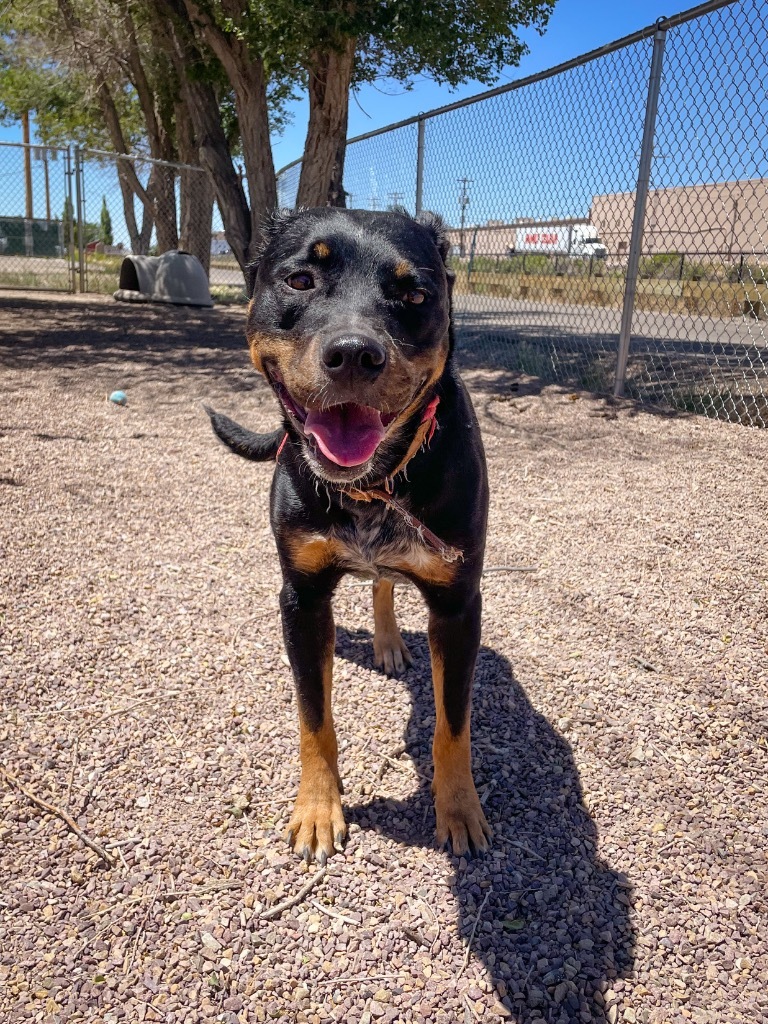 Hellzie, an adoptable Rottweiler, Mixed Breed in Rock Springs, WY, 82901 | Photo Image 3