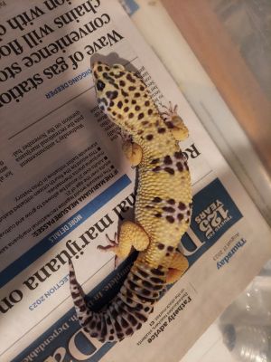 Mango, Adult Male unknown