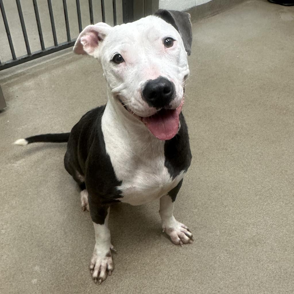 Laura, an adoptable American Staffordshire Terrier in Corpus Christi, TX, 78415 | Photo Image 2