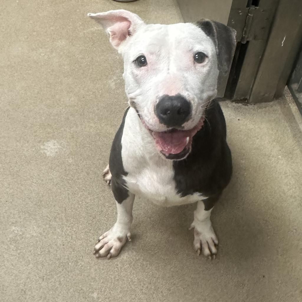 Laura, an adoptable American Staffordshire Terrier in Corpus Christi, TX, 78415 | Photo Image 3