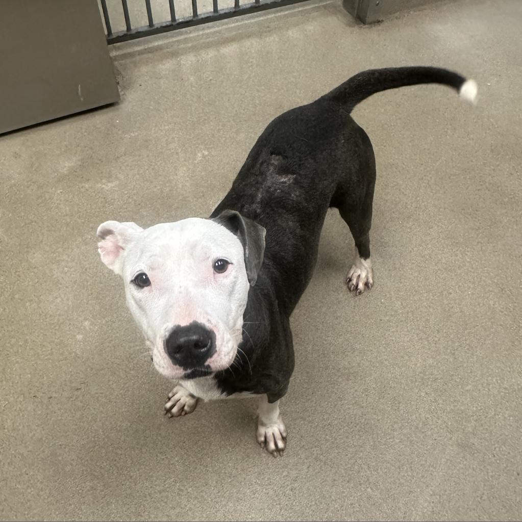 Laura, an adoptable American Staffordshire Terrier in Corpus Christi, TX, 78415 | Photo Image 4