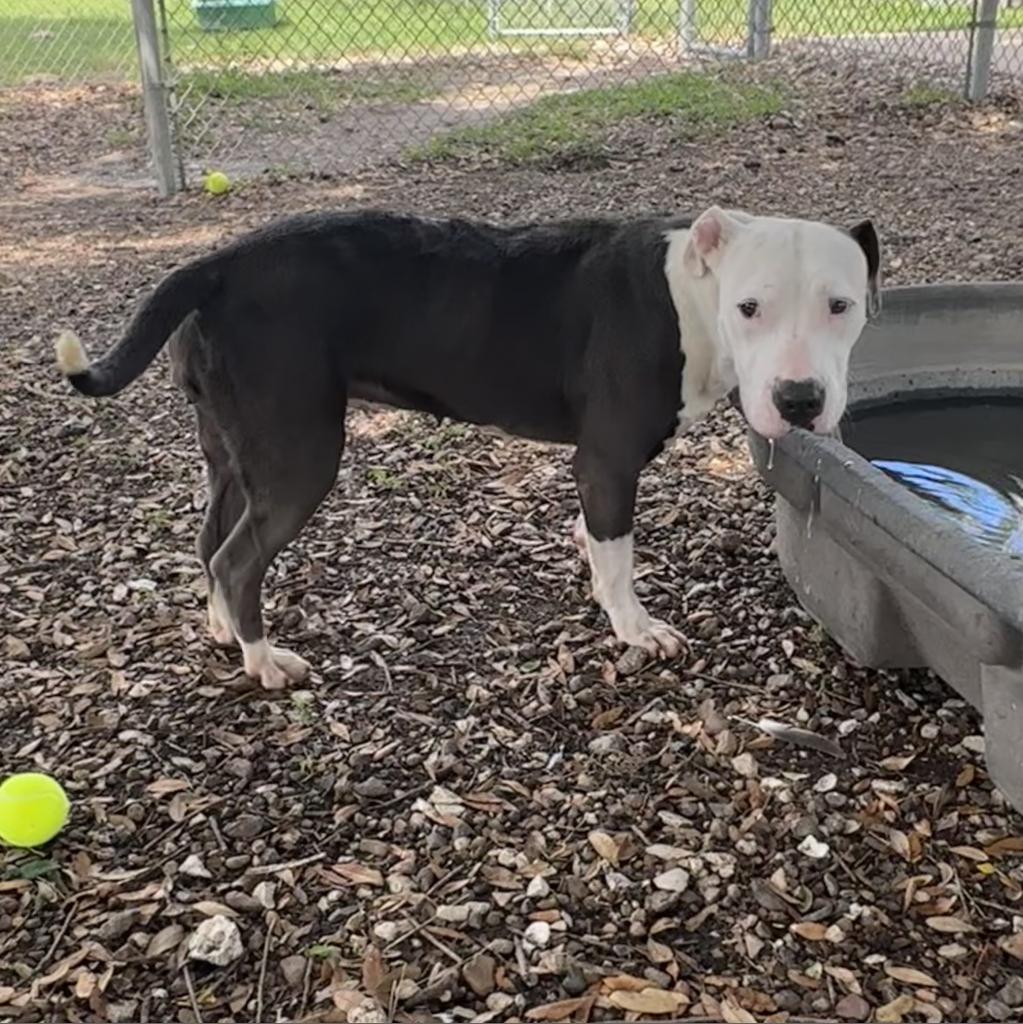 Laura, an adoptable American Staffordshire Terrier in Corpus Christi, TX, 78415 | Photo Image 5