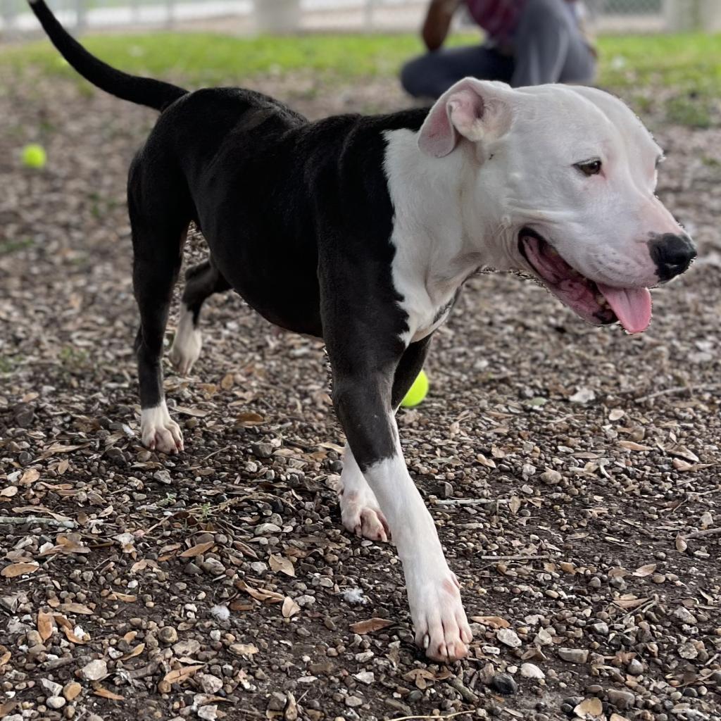 Laura, an adoptable American Staffordshire Terrier in Corpus Christi, TX, 78415 | Photo Image 6