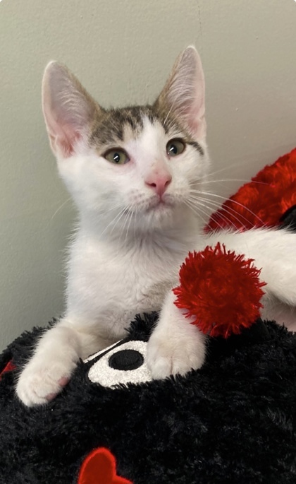 Sir Coconut, an adoptable Domestic Short Hair in Picayune, MS, 39466 | Photo Image 1