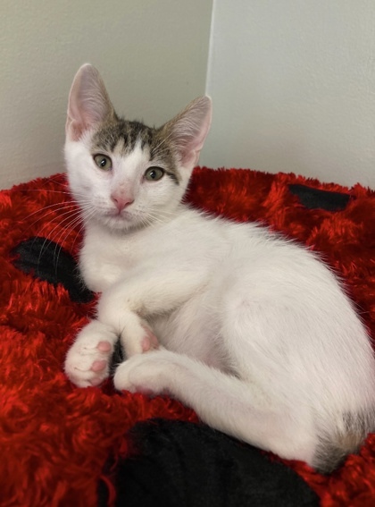 Sir Coconut, an adoptable Domestic Short Hair in Picayune, MS, 39466 | Photo Image 2