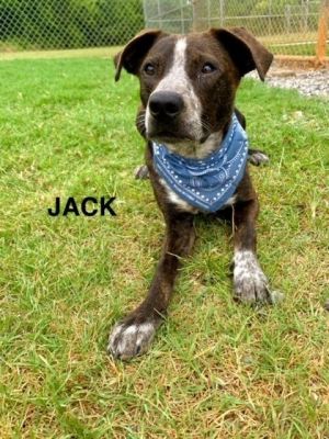 Jack is a handsome brindle and white American Pit Bull Terrier pup about one year old and 38 pounds 