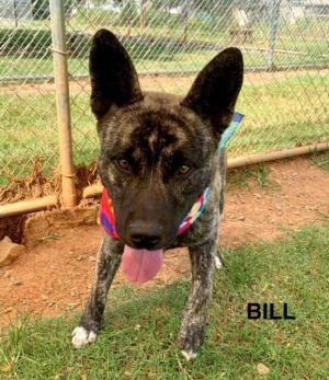 Bill is an unusual black-faced Akita found on Bill St dragging a heavy chain Heavy chains are not a