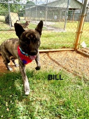 Bill is an unusual black-faced Akita found on Bill St dragging a heavy chain Heavy chains are not a