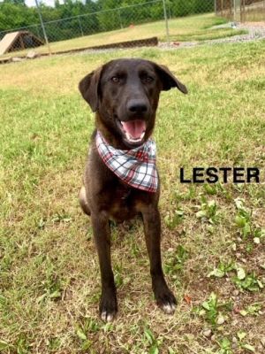 lester is a handsome one and one half year old Plott HoundMountain Cur pup found as a stray Hes a