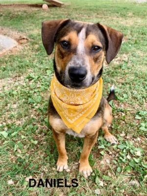 Daniels is a cute one year old American English CoonhoundRedbone Coonhound pup hes an unusual cali