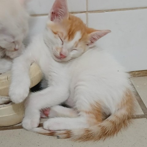 Smores, an adoptable Domestic Medium Hair in Vieques, PR, 00765 | Photo Image 2