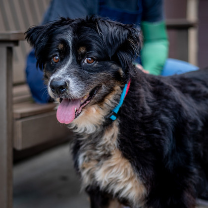 Skyler - IN FOSTER