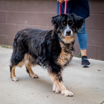 Skyler - IN FOSTER 2