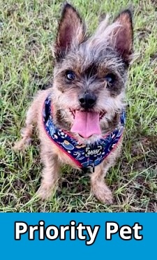 Miles `A PRIORITY PET` 1