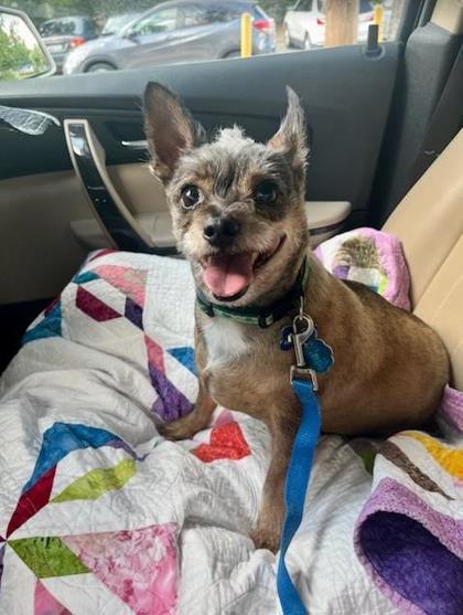 Miles `A PRIORITY PET` 2
