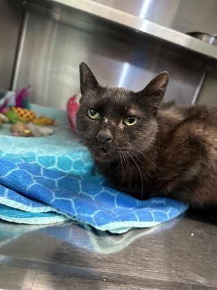 Cinder, an adoptable Domestic Short Hair in Rhinelander, WI, 54501 | Photo Image 1