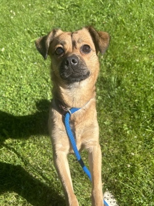 Ruby, an adoptable Pomeranian, Rat Terrier in West Allis, WI, 53214 | Photo Image 1