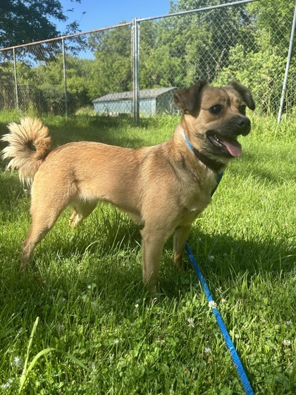 Ruby, an adoptable Pomeranian, Rat Terrier in West Allis, WI, 53214 | Photo Image 2