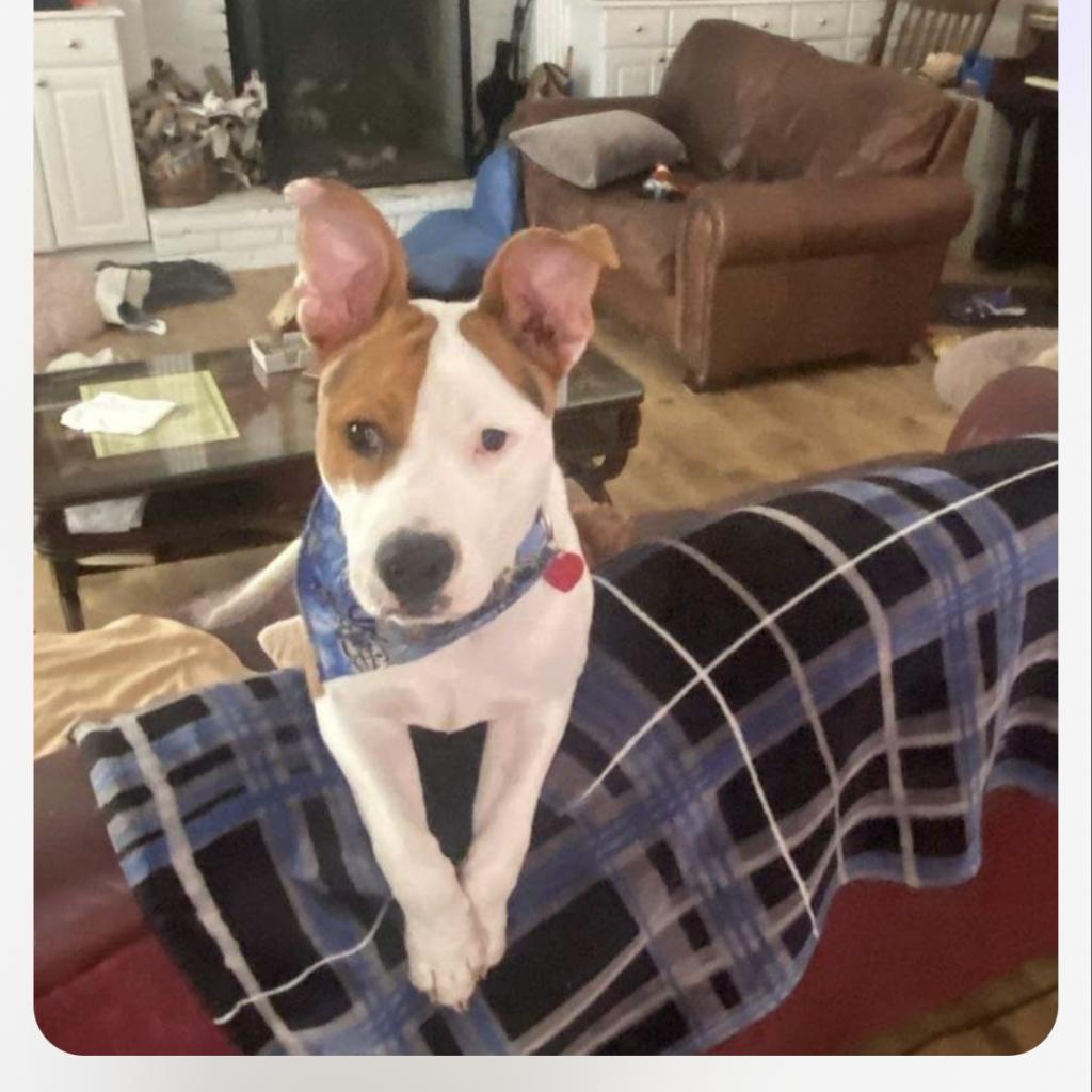 Petey
