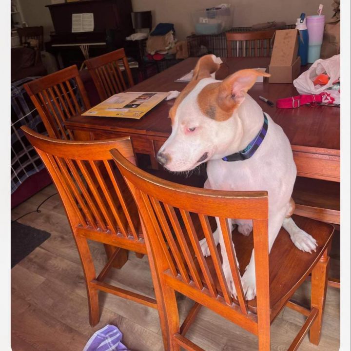 Petey 2