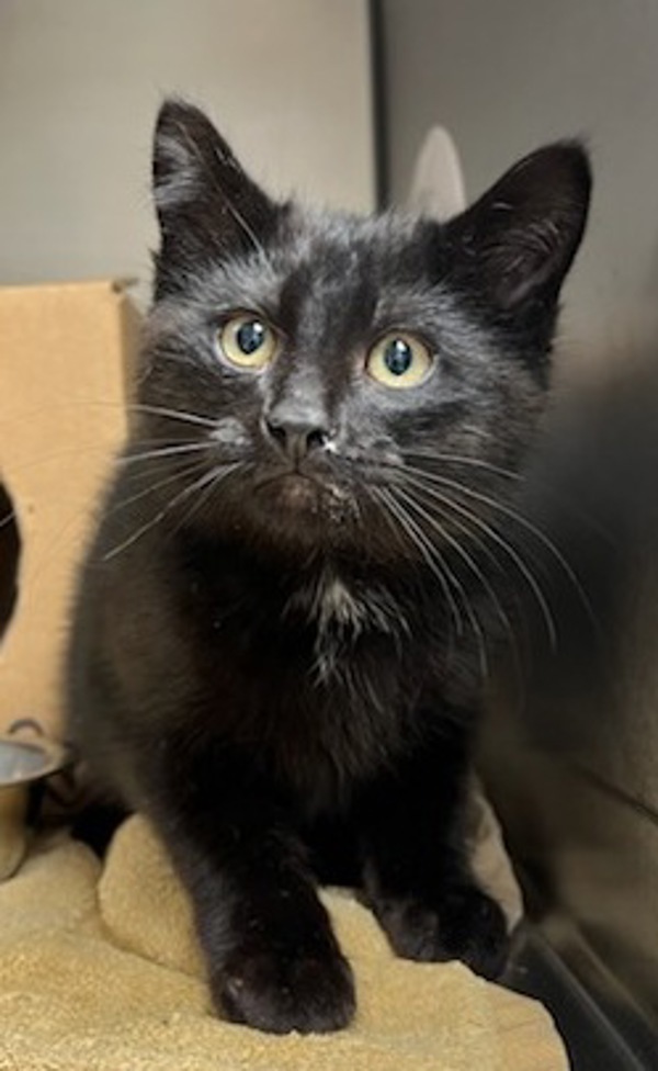 Jay, an adoptable Domestic Medium Hair in Great Falls, MT, 59405 | Photo Image 1