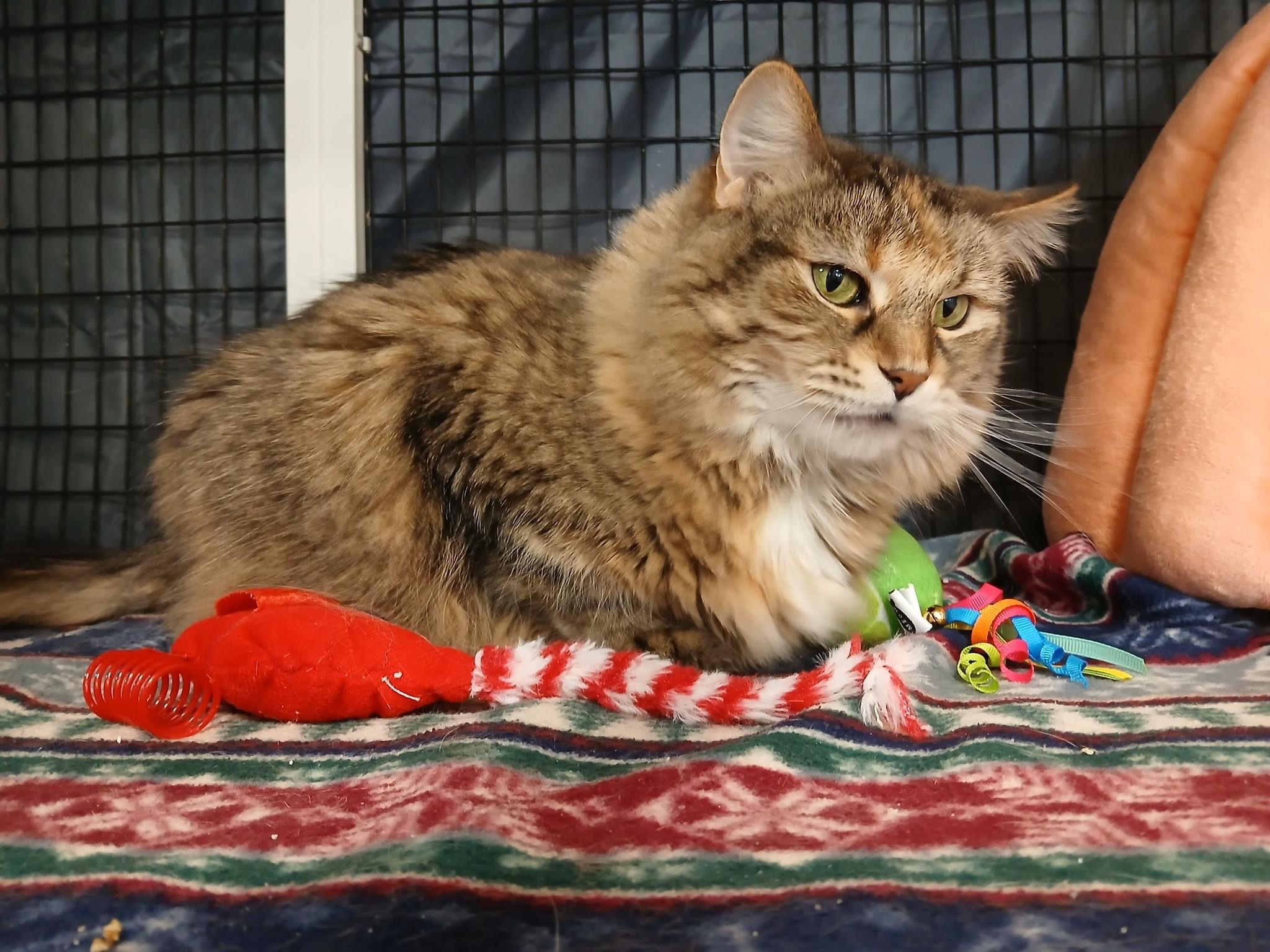 Spice, an adoptable Domestic Long Hair, Domestic Short Hair in Neenah, WI, 54956 | Photo Image 1