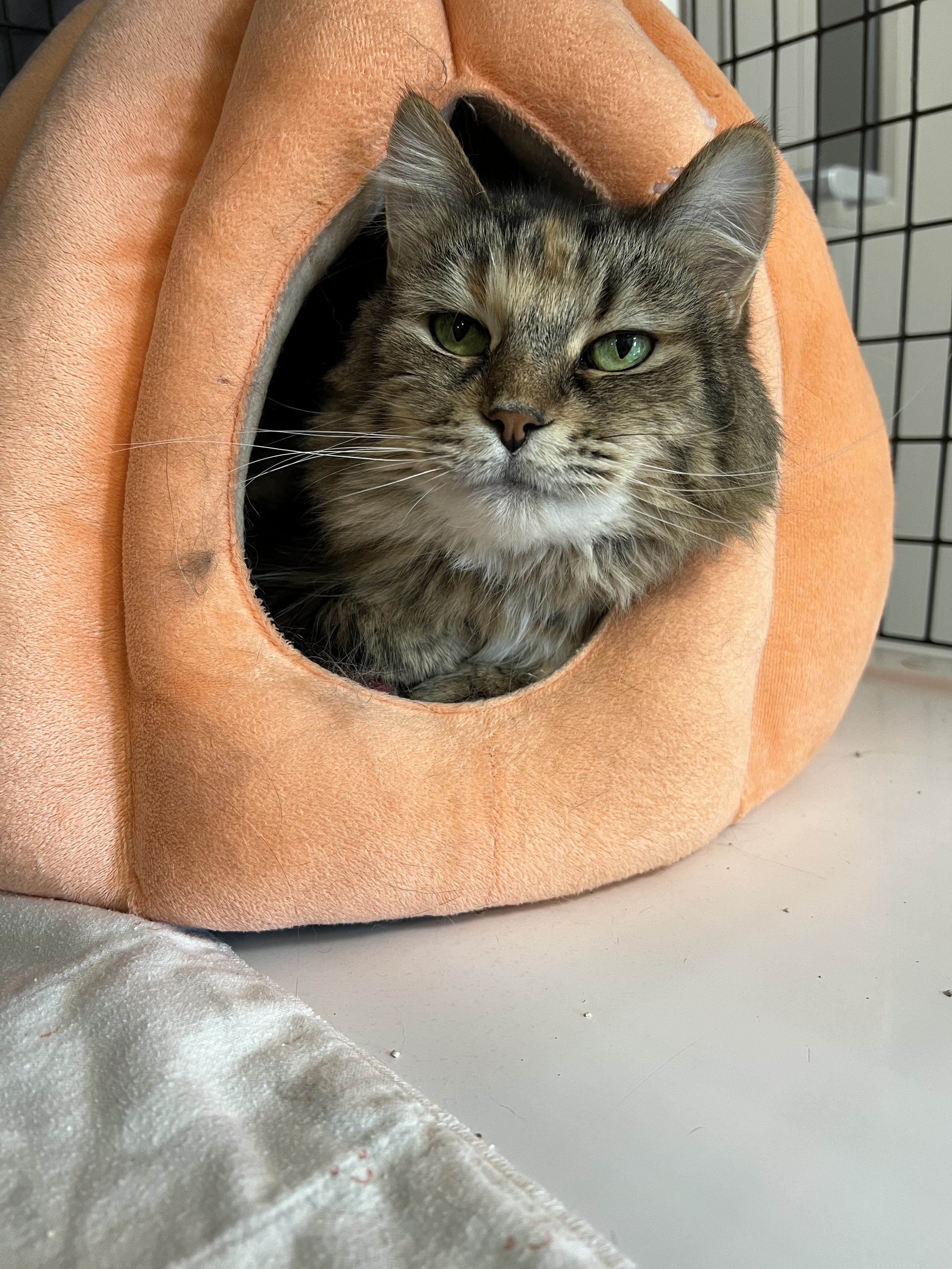 Spice, an adoptable Domestic Long Hair, Domestic Short Hair in Neenah, WI, 54956 | Photo Image 2