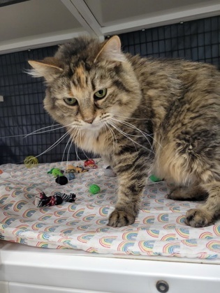 Spice, an adoptable Domestic Long Hair, Domestic Short Hair in Neenah, WI, 54956 | Photo Image 3