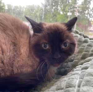 Tia, Senior Female Siamese
