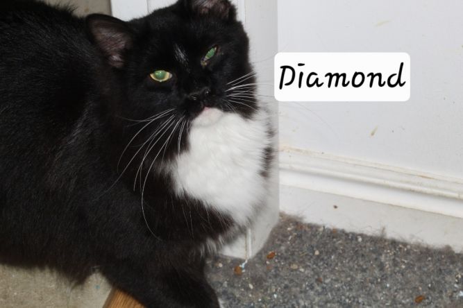 Diamond